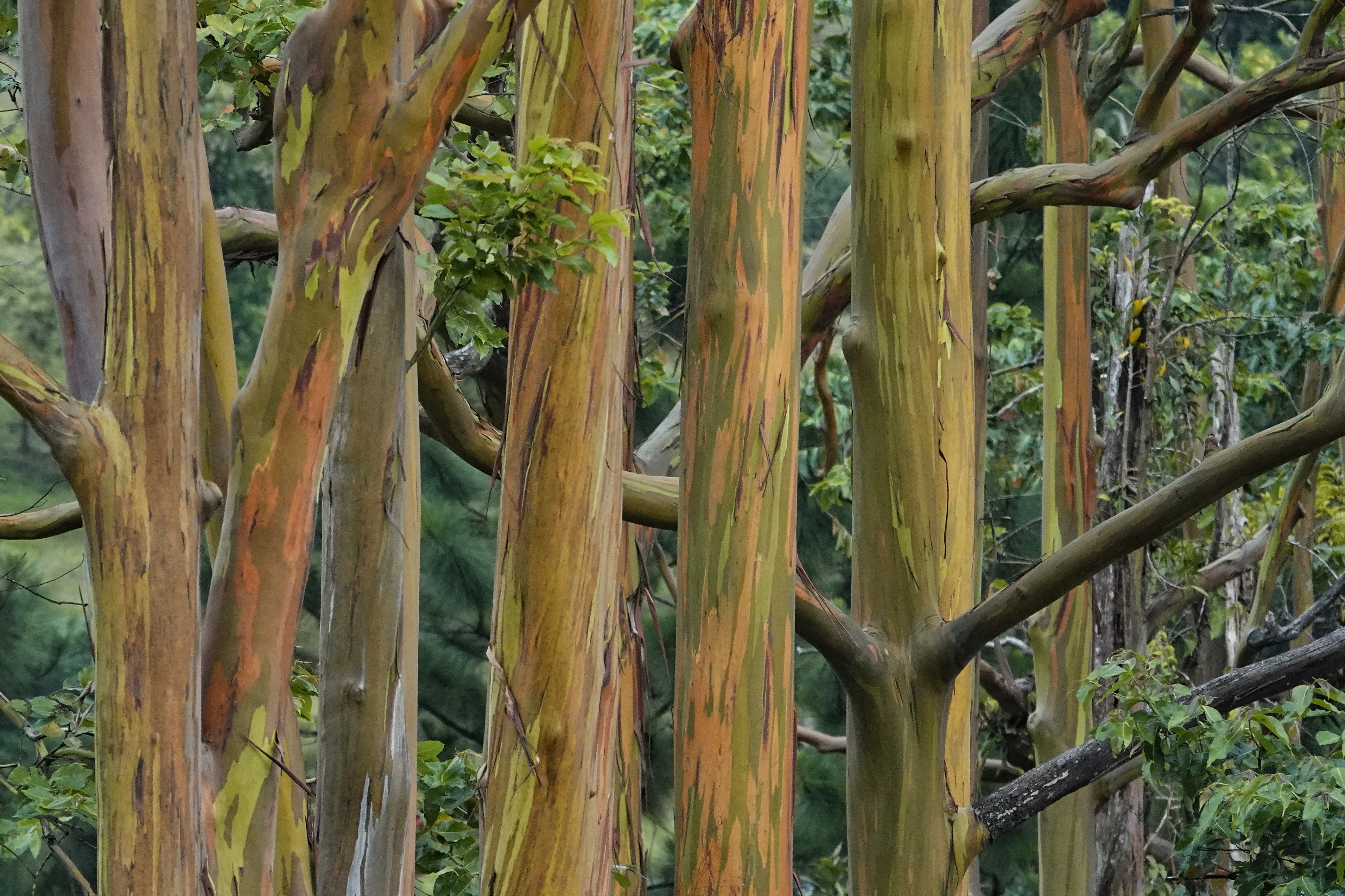 Sous-bois d'eucalyptus multicolores